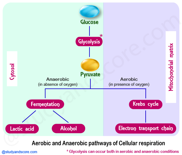 Glycolysis, aerobic reactions, anaerobic reactions, metabolism, glycolysis steps