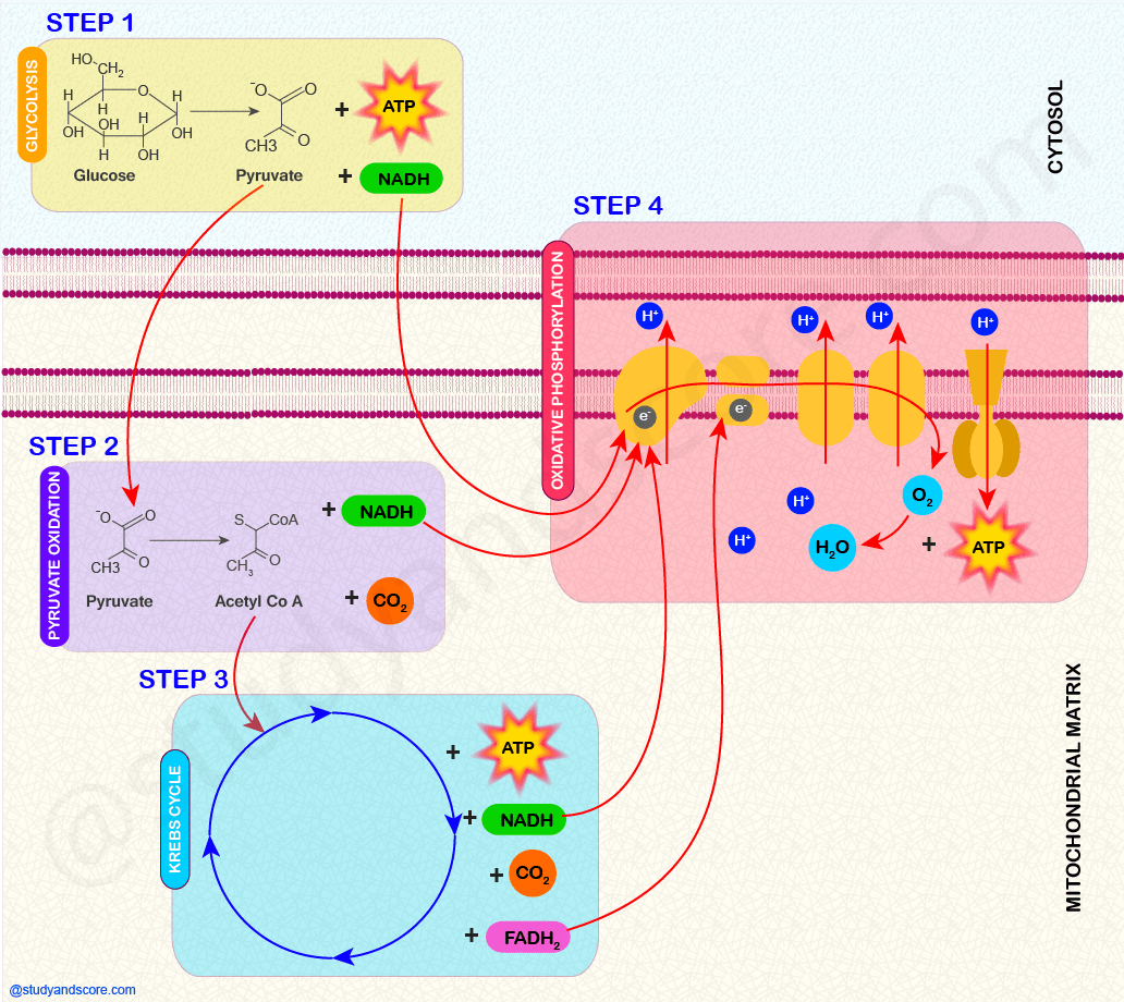 cell respiration steps