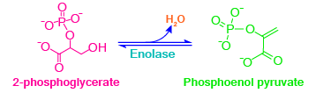 Glycolysis, aerobic reactions, anaerobic reactions, metabolism, glycolysis steps