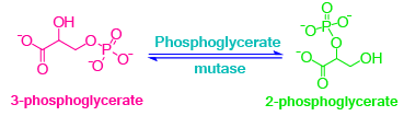 Glycolysis, aerobic reactions, anaerobic reactions, metabolism, glycolysis steps