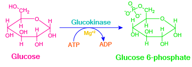 Glycolysis, aerobic reactions, anaerobic reactions, metabolism, glycolysis steps