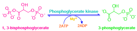 Glycolysis, aerobic reactions, anaerobic reactions, metabolism, glycolysis steps