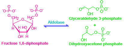 Glycolysis, aerobic reactions, anaerobic reactions, metabolism, glycolysis steps