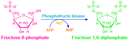 Glycolysis, aerobic reactions, anaerobic reactions, metabolism, glycolysis steps