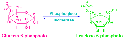 Glycolysis, aerobic reactions, anaerobic reactions, metabolism, glycolysis steps