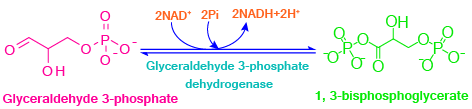 Glycolysis, aerobic reactions, anaerobic reactions, metabolism, glycolysis steps