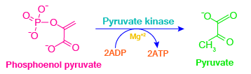 Glycolysis, aerobic reactions, anaerobic reactions, metabolism, glycolysis steps