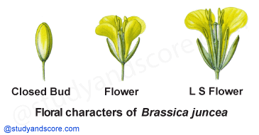 Brasicaceae, vegetative characters, Brassica, mustard family