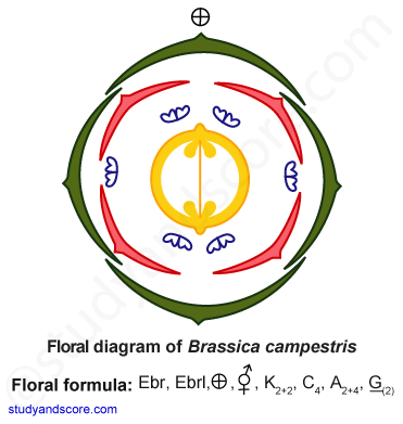 Brasicaceae, vegetative characters, Brassica, mustard family