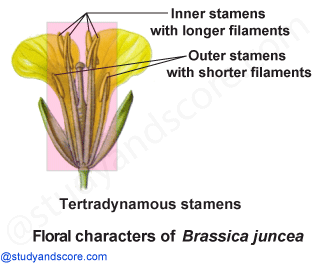 Brasicaceae, vegetative characters, Brassica, mustard family