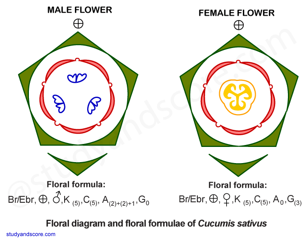 cucurbitaceae, vegetative characters, cucurbita, cucumber, pumpkin family