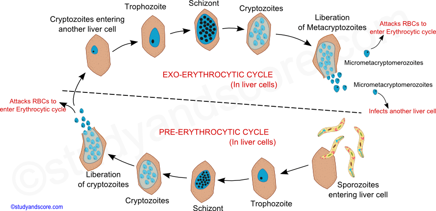 malarial worm, malaria worm, plasmodium life cycle in man, malaria