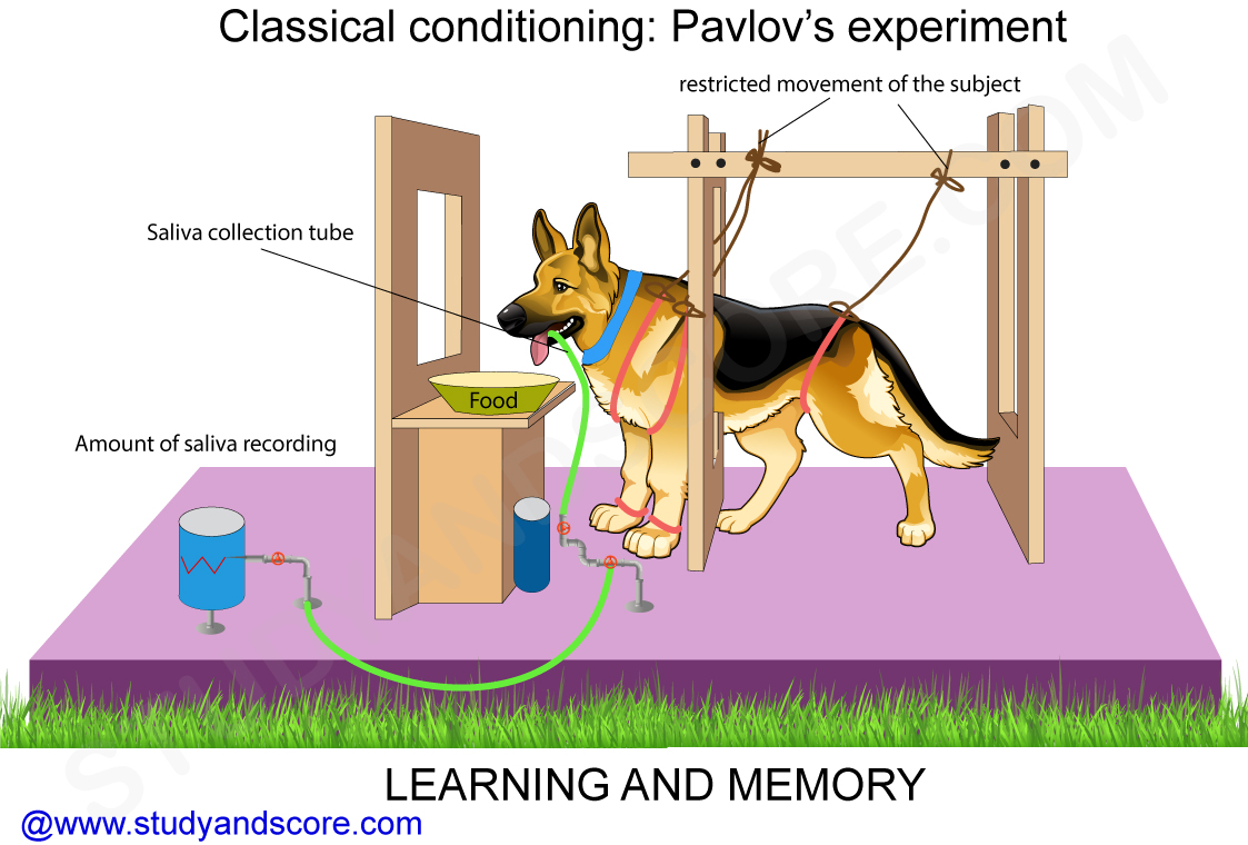 Learning and memory | Study&Score Learning and memory | Study&Score