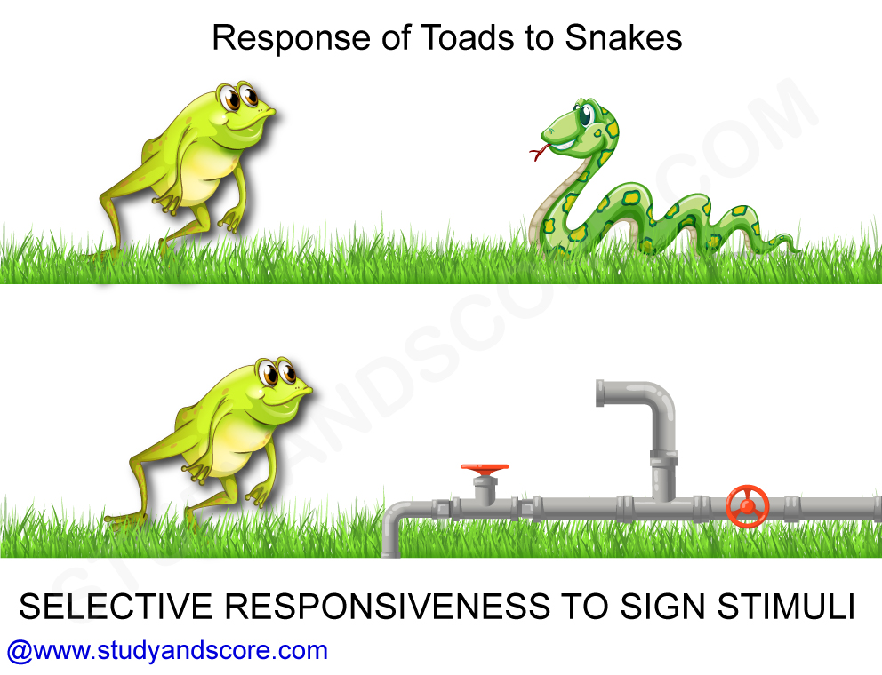 The concept of Sign stimuli | Study&Score The concept of Sign stimuli | Study&Score