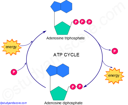 ATP Cycle: Structure and role of ATP in biological reactions | Study&Score