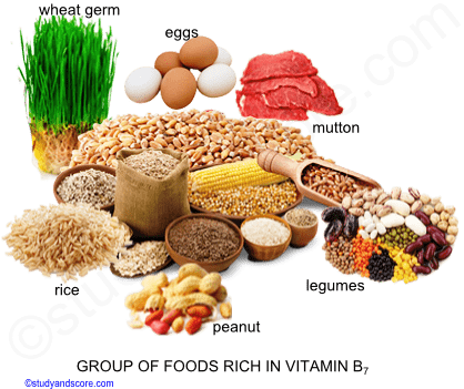 Vitamin B7 Sources Deficiency Function Absorption
