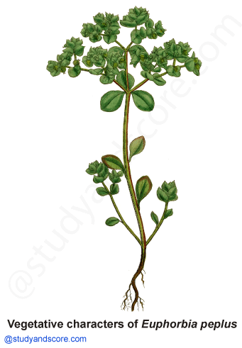 Euphorbiaceae: General characters, Distribution, Important plants, Economic importance and Floral diagram | Study&Score Euphorbiaceae: General characters, Distribution, Important plants, Economic importance and Floral diagram | Study&Score