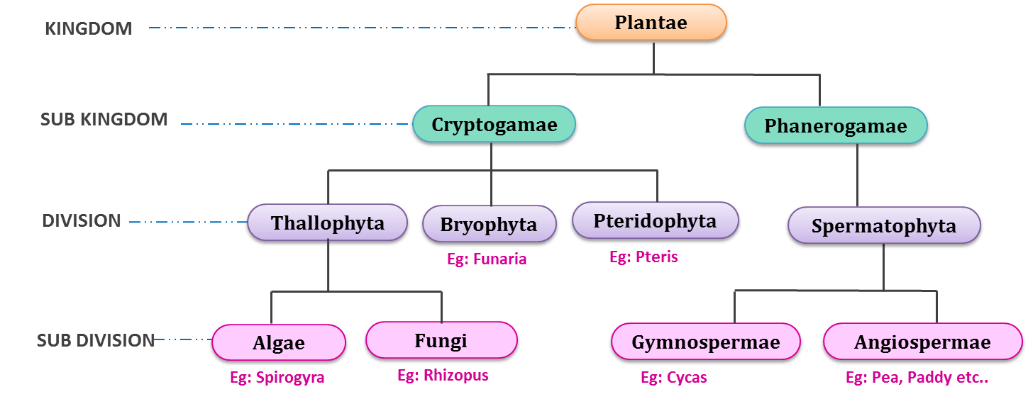 Plant Classification Chart | atelier-yuwa.ciao.jp