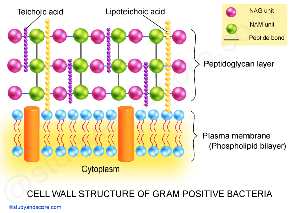 peptidoglycan structure in gram positive bacteria