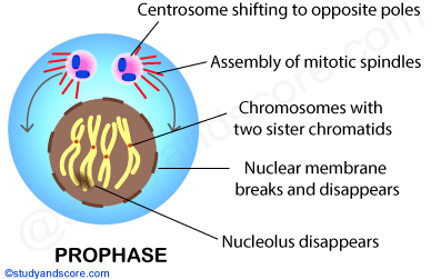 Mitotic Cell Division Mitotic Phase And Its Significance