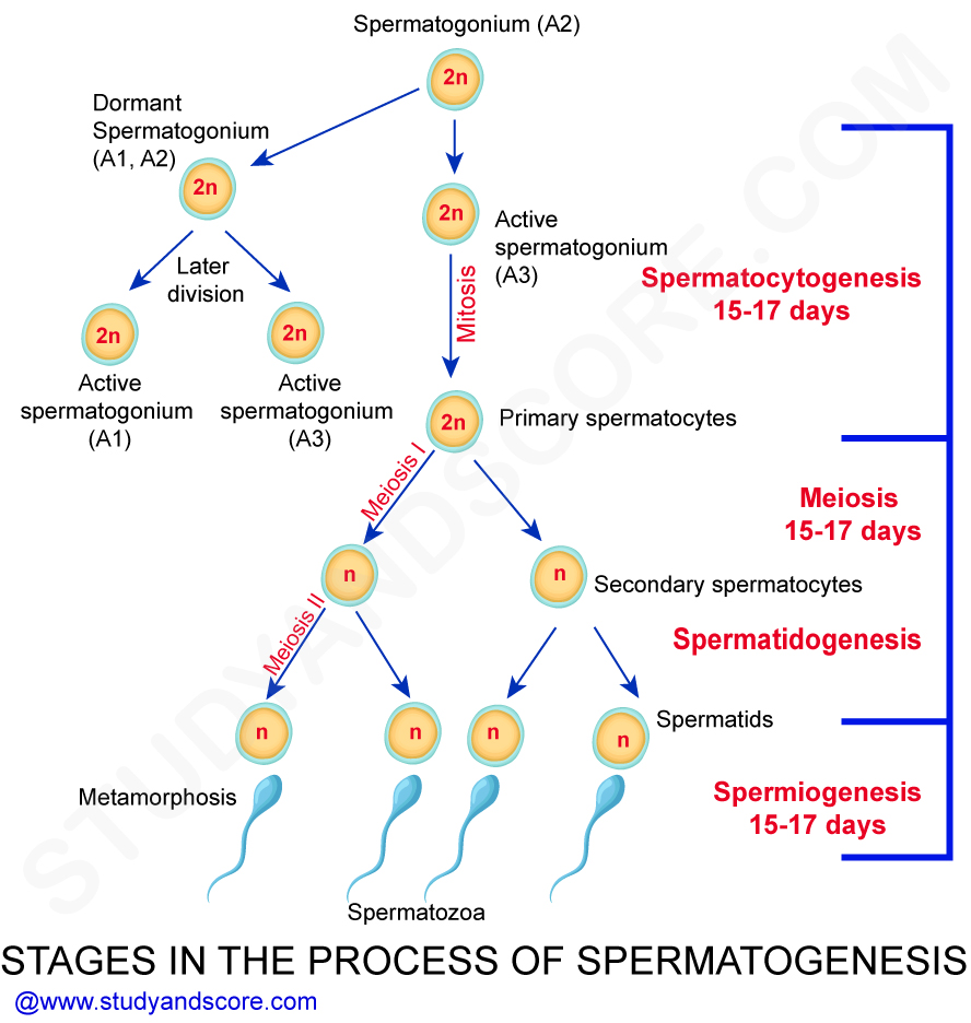 Spermatogenesis: Purpose, Stages and the Hormonal control, Role of Sertoli  cells | Study&Score