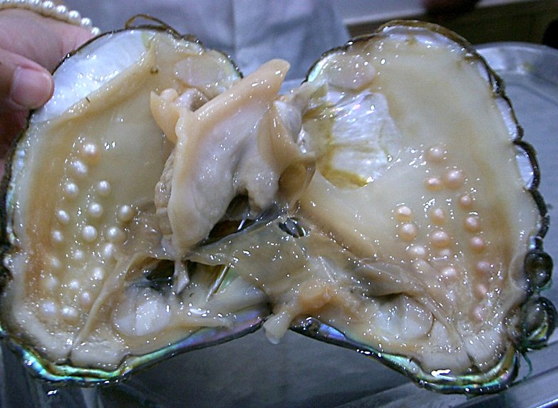 Pearl culture: Methods, process and Techniques | Study&Score