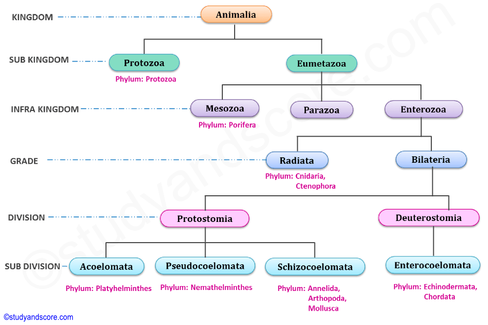 Taxonomy Chart Animals