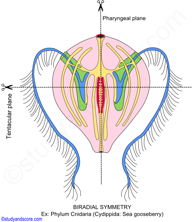 Simetría birradial, simetría en los animales, tipos de simetría,cnidarios