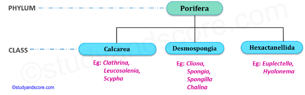 Porifera Characteristics Chart