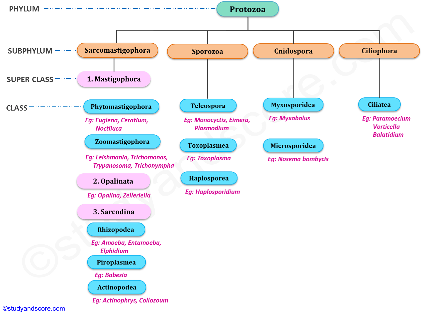 Phylum Protozoa: General characters and Classification | Study&Score Phylum Protozoa: General characters and Classification | Study&Score
