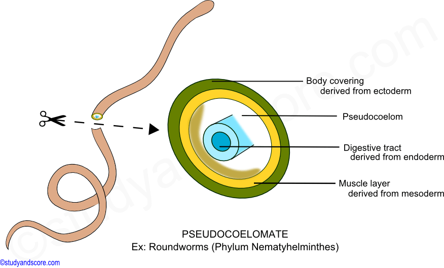Coelom in Animals: Types of Coleom, Coelomata and Acoelomata | Study&Score Coelom in Animals: Types of Coleom, Coelomata and Acoelomata | Study&Score