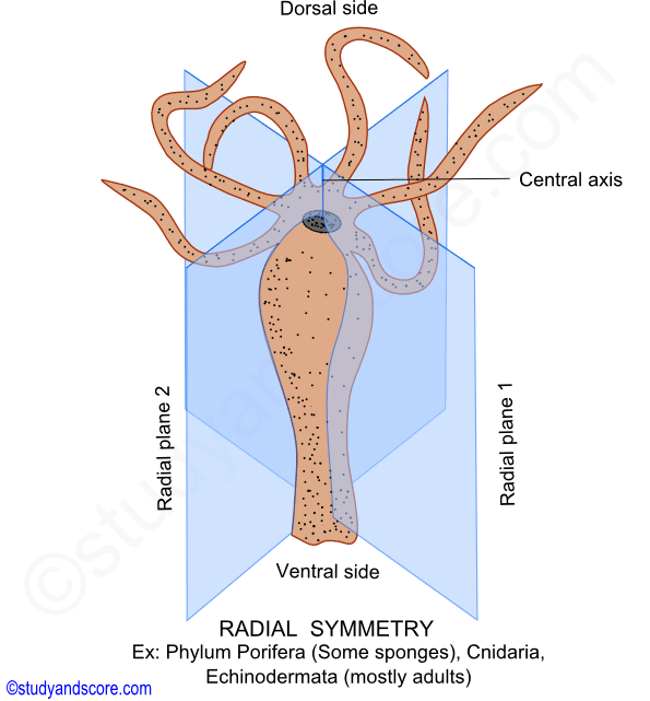 simetría radial, simetría en los animales, tipos de simetría,poríferos, cnidarios, equinodermos