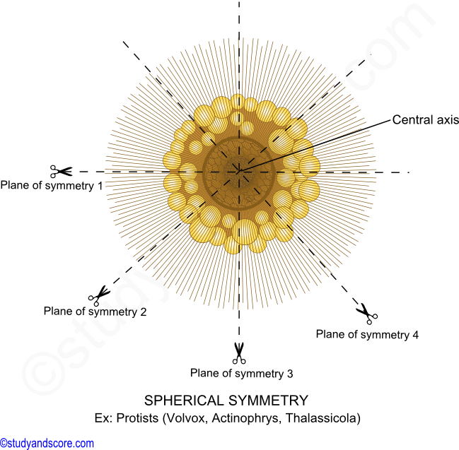 simetría esférica, simetría en animales, tipos de simetría, protistas, volvox, actinophrys, thalassicola