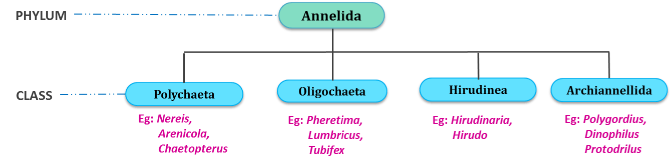 Annelida Classification Chart