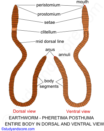 Earthworm: General characters, External morphology, Setae | Study&Score