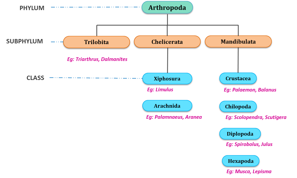 Phylum Arthropoda Characteristics Chart