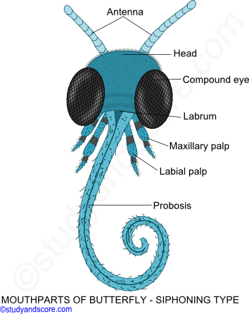 Housefly Classification Chart