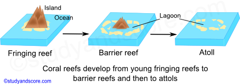 Coral Reef Diagram