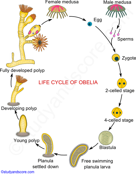 Image result for life cycle of obelia