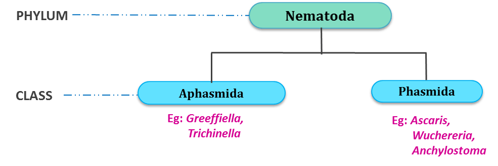 a nemathelminthes általános név