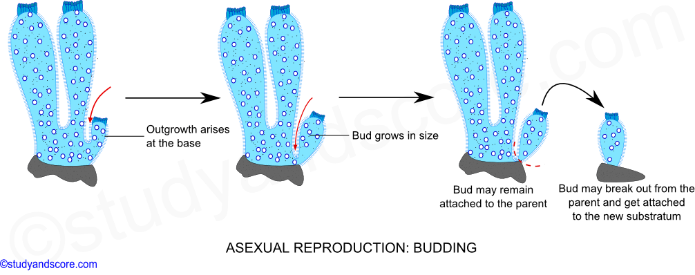 Phylum Porifera: Sexual and Asexual Reproduction in sponges and  Regeneration in sponges | Study&Score