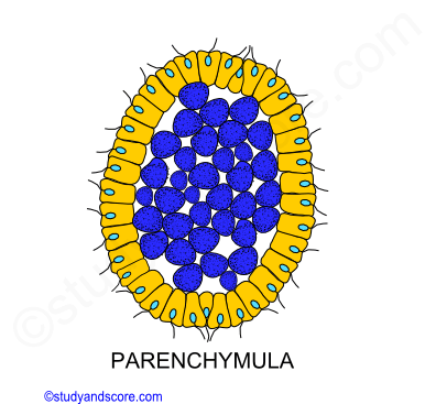 can sponges move in their larvae stat can sponges move in their larvae stat