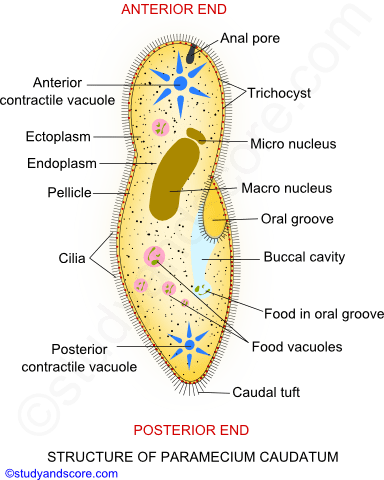 Paramecium: General Characters, Locomotion and Nutrition | Study&Score