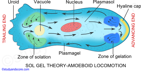 Phylum Protozoa Methods Of Locomotion Amoeboid Metabolic Swimming And Gliding Movement Study Score