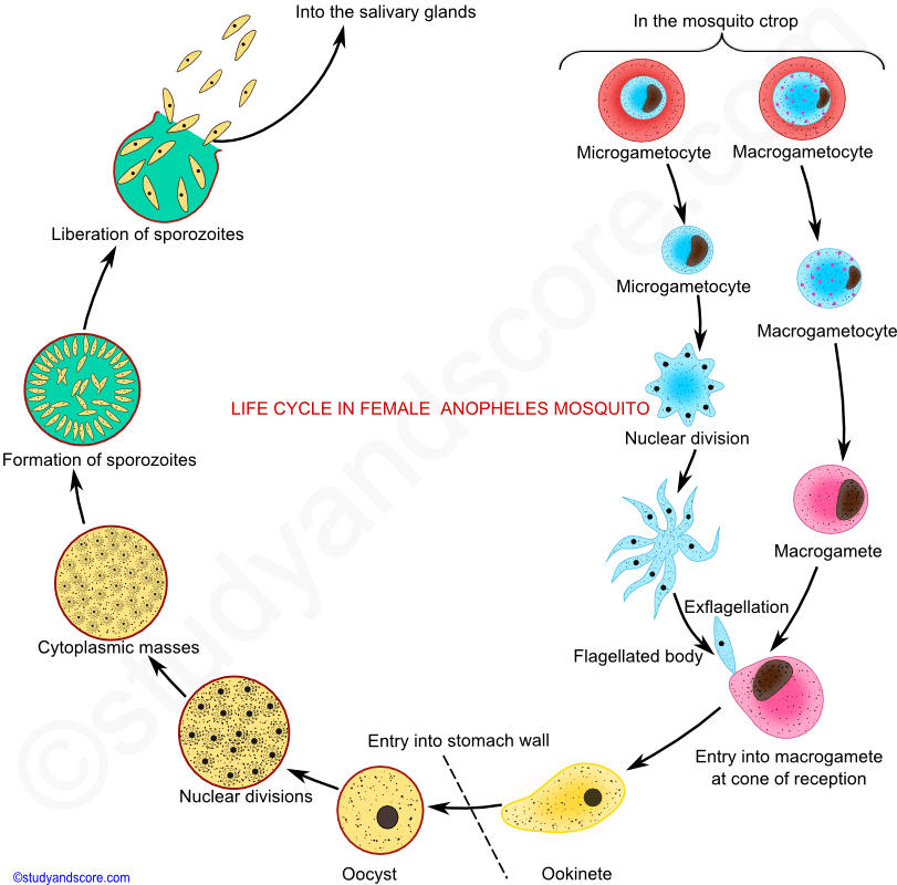 Plasmodium malária életciklus diagram)