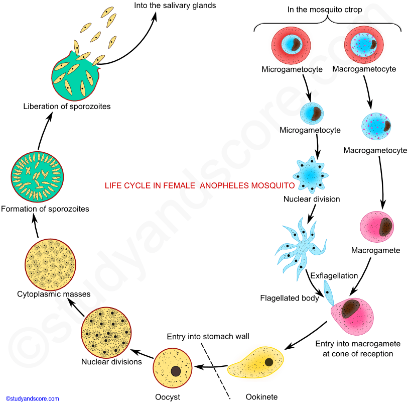 Törpe szalagféreg életciklus diagramja - Retina rétegek - A giardia életciklus-diagramja