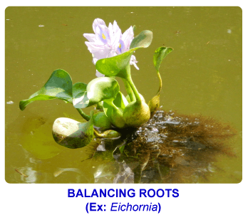 NCERT notes, free, CBSE notes, root, root system, Characteristics of root, functions of root, modifications of root, tap root system, fibrous root system