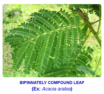 NCERT notes, free, CBSE notes, Leaf, Characteristics of leaf, functions of leaf, modifications of leaf, phyllotaxy, Venation, tendrils, spines, trap leaves, reproductive leaves