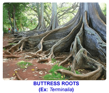 NCERT notes, free, CBSE notes, root, root system, Characteristics of root, functions of root, modifications of root, tap root system, fibrous root system