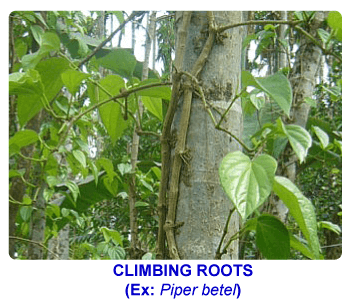 NCERT notes, free, CBSE notes, root, root system, Characteristics of root, functions of root, modifications of root, tap root system, fibrous root system